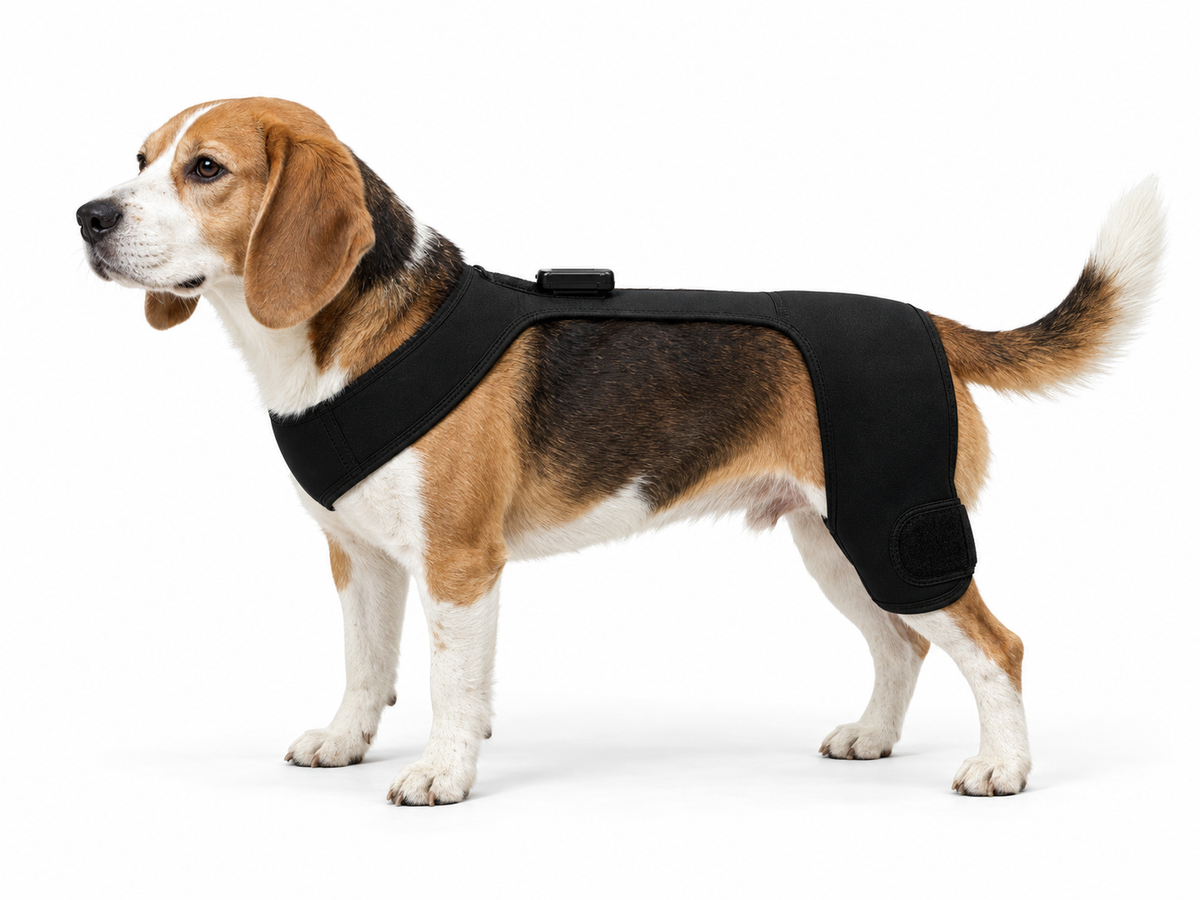 SissPet Hip medium dog wearing reference
