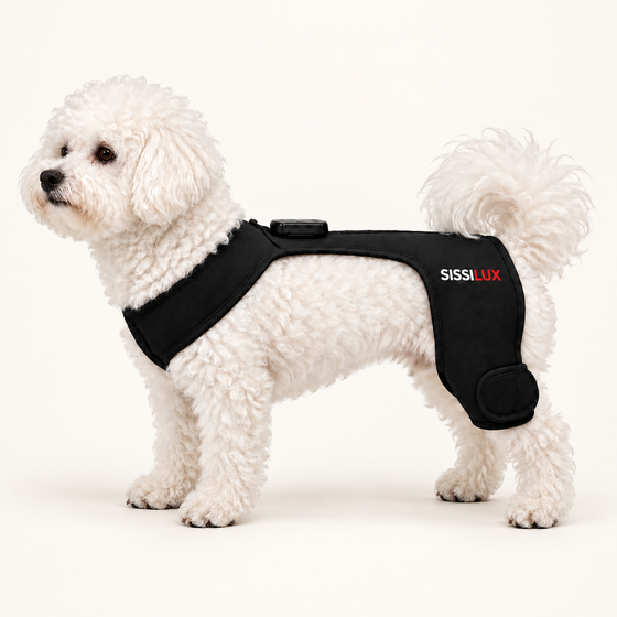 SissPet wearable care for dogs